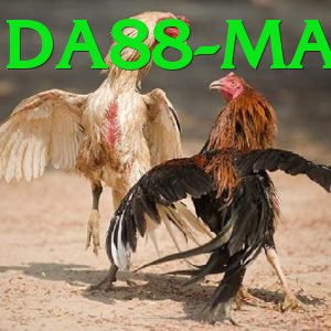 Đá Gà Trực Tiếp - da88 - Xếp hạng